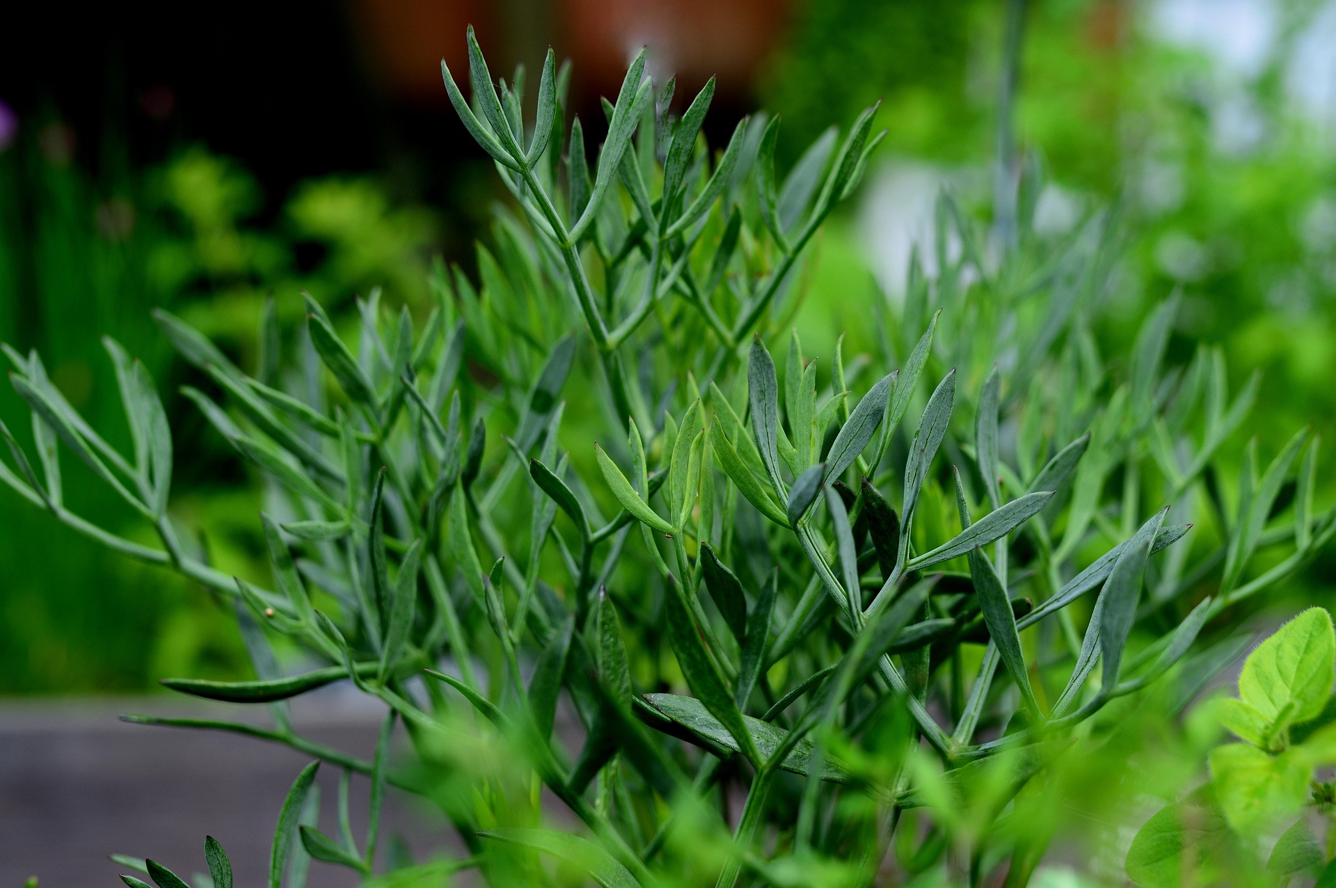 WHEN IS FENNEL IN SEASON IN AUSTRALIA
